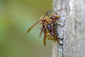 hoornaar (vespa crabo) 10-2024 1072